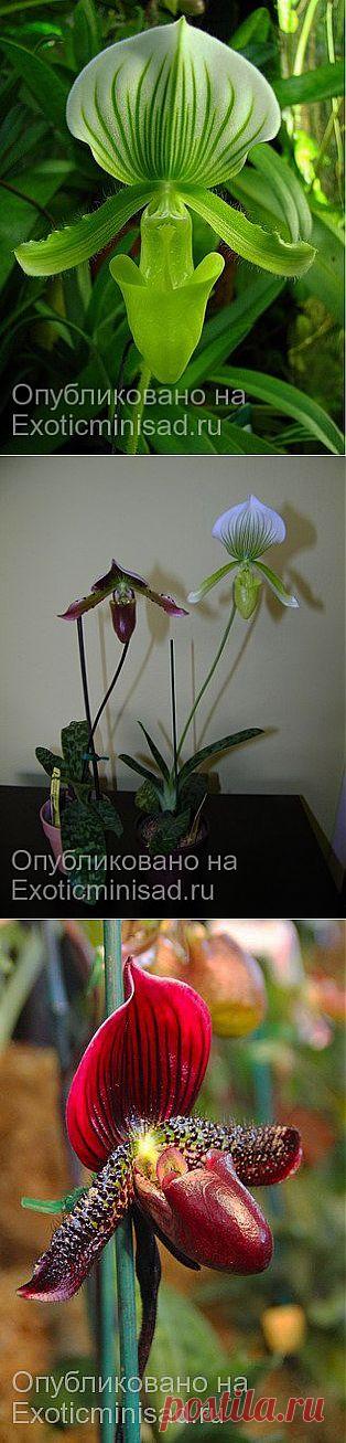Орхидея Пафиопедилум — Paphiopedilum | Экзотические комнатные растения