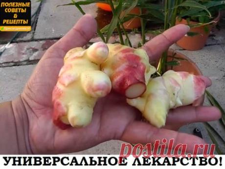 Имбирь - РЕЦЕПТЫ ПРИМЕНЕНИЯ! (от кашля, простуды, для похудения, имбирное пиво, имбирные сладости и так далее...читаем) 
Зима, безусловно, красивое время года, вот только жаль, что вместе с ней приходят депрессия, простуды и желание съесть что-нибудь вредное. 
Имбирь — спасение от таких напастей. Попробуй ввести в свой рацион эту пряность хотя бы на месяц, и результат приятно удивит! 
Состав имбиря 
Эфирные масла (1-3%), феландрин, камфин, цинеол, борнеол, цитрал, гингерол (1,5%). 
Имбирь бог