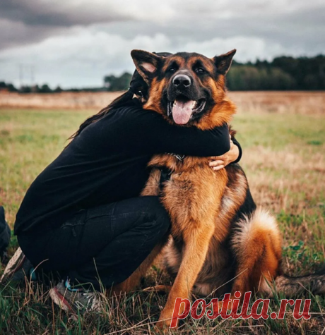 Больного пса хотели усыпить, но однажды он совершил поступок, полностью изменив отношение людей к себе | Тайган | Дзен