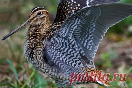 Дупель птица