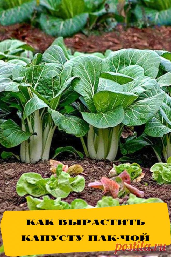 как вырастить капусту пак-чой