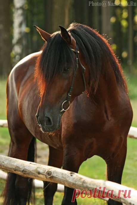 Найдено на сайте equestrian.ru.