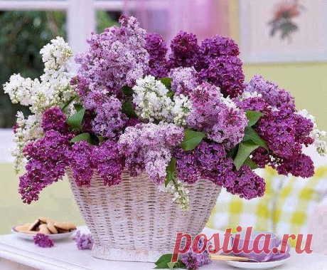 У сирени особенный запах. 
Разноцветно-весеннего вкуса. 
Это небо с природным размахом, 
Угощает сиреневым муссом.