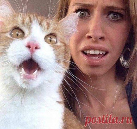 Прикольные картинки