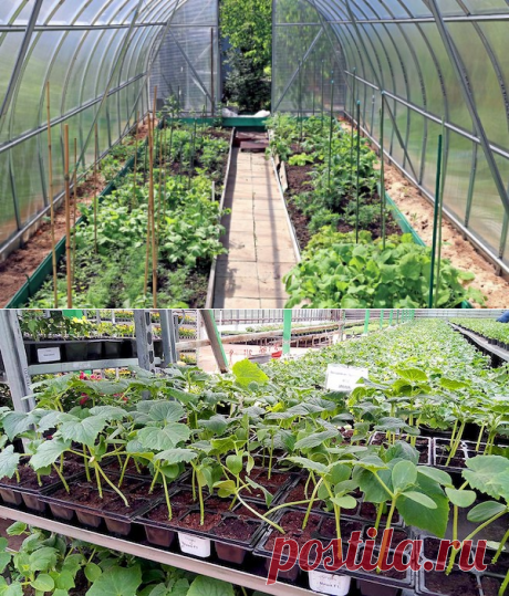 Особенности выращивания рассады огурцов