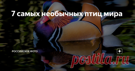 7 самых необычных птиц мира
