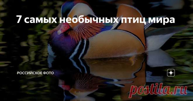 7 самых необычных птиц мира
