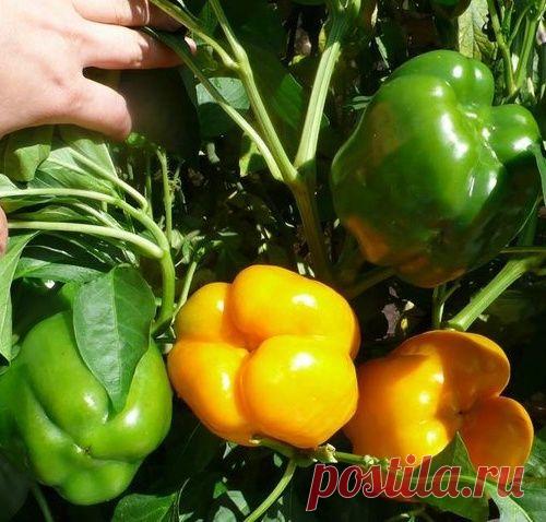 Почему на некоторых плодах перца появляется гниль?