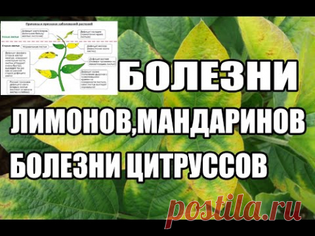 Болезни лимонов,мандаринов. Болезни цитрусов. - YouTube