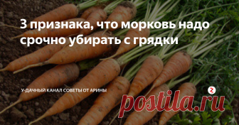 3 признака, что морковь надо срочно убирать с грядки Последние дни августа и для многих регионов настает пора сбора корнеплодов. Очень важно убрать с грядок морковь точно в срок, т.к. убранная в положенный срок морковь, в полном объеме обладает заявленными вкусовыми качествами для вашего сорта, она сочная, сладкая и хорошо хранится долгое время, Как же определить оптимальный срок уборки этого корнеплода? На этот вопрос и даст ответ эта публикация.
П