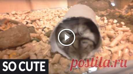 How many hamsters can you fit in a toilet paper roll?