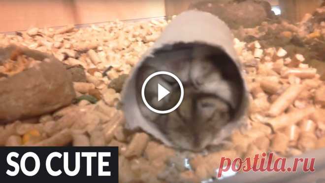 How many hamsters can you fit in a toilet paper roll?