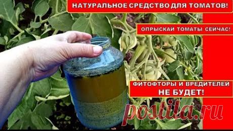 ОПРЫСКАЙТЕ ЭТИМ НАТУРАЛЬНЫМ СРЕДСТВОМ ТОМАТЫ В ИЮНЕ! ФИТОФТОРЫ НА ПОМИДОРАХ НЕ БУДЕТ 100%! | Нина К Дача Огород и не только | Дзен