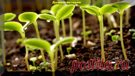 Появились всходы. Первая подкормка рассады - когда, сколько, как избежать ошибок | Дачные истории | Яндекс Дзен