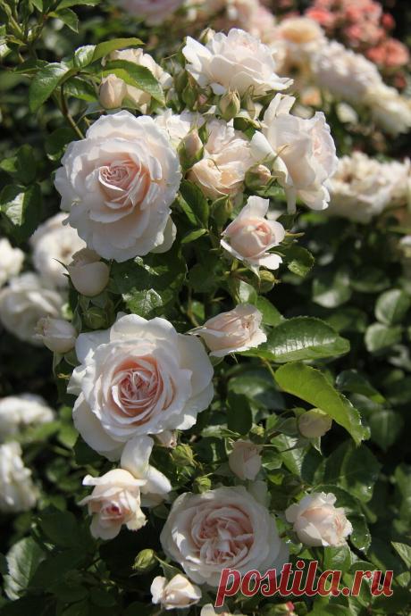 Просто РОЗЫ....