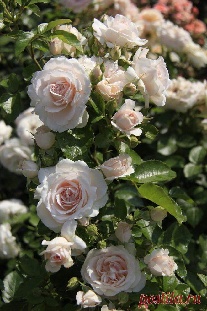 Просто РОЗЫ....