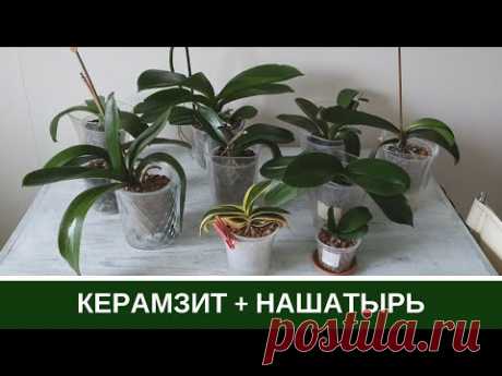 Орхидеи в Керамзите * Наращивание корней Нашатырным Спиртом