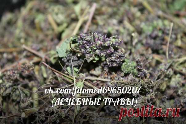 ЛЕЧЕБНЫЕ ТРАВЫ- Лечение народной медициной | ЗОЖ