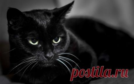 Прикольных котов пост - ЯПлакалъ