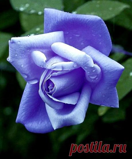 (38) Pinterest