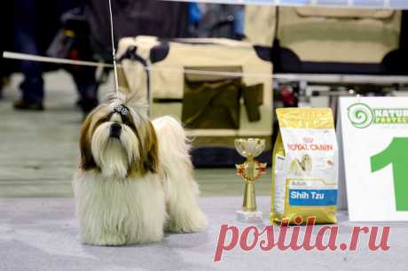 23.11.2014, Moscow, Russia 
National Dog Show
Judg e- Sonia Kelveri-Philippou (Cyprus)
Chesvet Line Orion gold wind - very promising, best puppy!!!
(Hashanah Cool Shot х Chesvet Line Zippy Funny Girl)
Owner Marina Avhimkova 
Breeder Svetlana Mikhaylova