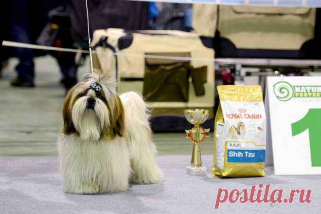 23.11.2014, Moscow, Russia 
National Dog Show
Judg e- Sonia Kelveri-Philippou (Cyprus)
Chesvet Line Orion gold wind - very promising, best puppy!!!
(Hashanah Cool Shot х Chesvet Line Zippy Funny Girl)
Owner Marina Avhimkova 
Breeder Svetlana Mikhaylova