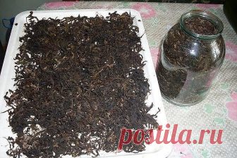 ЗАГОТОВКА ИВАН - ЧАЯ. Личный опыт из поселения.

Где-то прочитал информацию, что в 19 веке Копорский чай или Иван-чай поставлялся русскими купцами на экспорт в Европу в огромных количествах и очень высоко в Европе ценился. Да и наши пра-прадедушки и прабабушки сидя за столом с самоваром, наверняка пили не черный индийский, а этот замечательный, исконно русский чай. Захотелось возродить традицию приготовления Копорского чая, и вот, решив попробовать приготовить чай своими р...