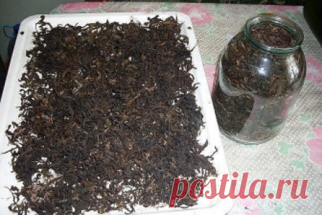 ЗАГОТОВКА ИВАН - ЧАЯ. Личный опыт из поселения.

Где-то прочитал информацию, что в 19 веке Копорский чай или Иван-чай поставлялся русскими купцами на экспорт в Европу в огромных количествах и очень высоко в Европе ценился. Да и наши пра-прадедушки и прабабушки сидя за столом с самоваром, наверняка пили не черный индийский, а этот замечательный, исконно русский чай. Захотелось возродить традицию приготовления Копорского чая, и вот, решив попробовать приготовить чай своими р...