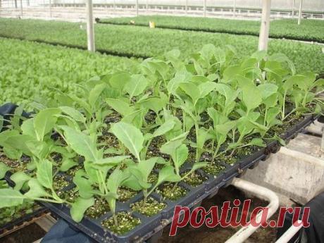 ПЕРЕКИСЬ ВОДОРОДА ДЛЯ БЫСТРОГО ПРОРАСТАНИЯ СЕМЯН
Для этого Вам понадобится 4%-ый раствор перекиси водорода. В нём можно замочить семена помидоров, капусты или свеклы.
Только учтите, что разные семена замачивают на разный период времени: капусту — на 12 часов, помидоры и свеклу — на 24 часа. Можно использовать более общий раствор, он подходит для семян любых культур: столовую ложку 3%-ого раствора перекиси водорода смешать с половиной литра воды. 
Только не забудьте после замачивания семена пр