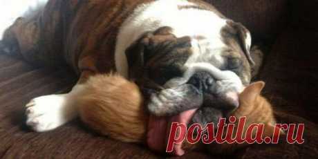 «Ни стыда, ни совести!» 30 фото самых обнаглевших морд