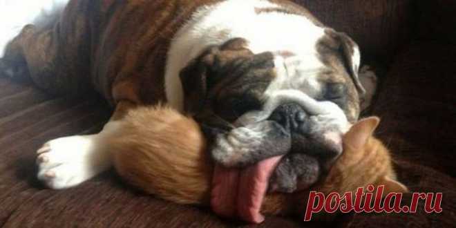 «Ни стыда, ни совести!» 30 фото самых обнаглевших морд