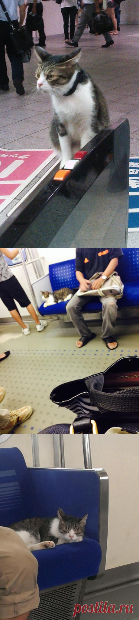 В Японии живет кот, который сам ездит на метро