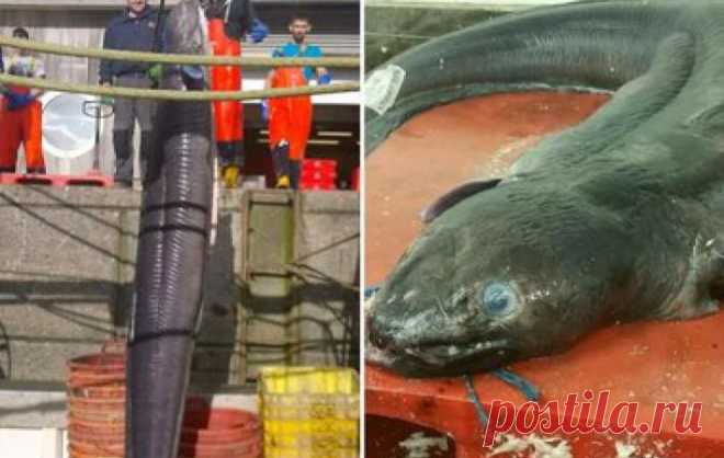 В Британии рыбаки поймали огромного морского монстра | МК - Лондон