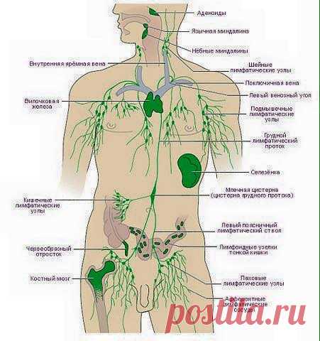 лимфатическая система