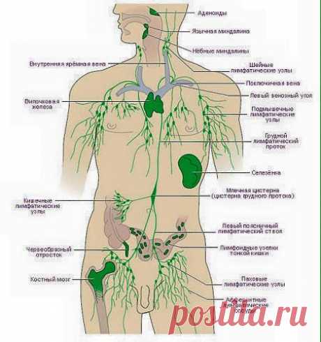 лимфатическая система