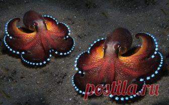 Что произойдет, если посадить осьминога в банку и закрыть ее крышкой