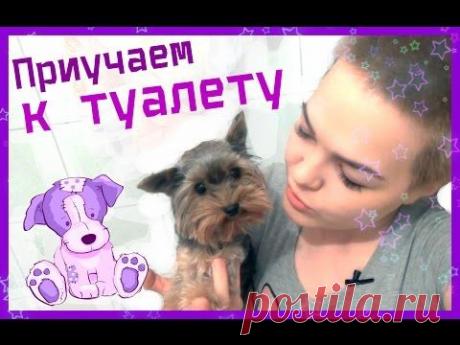 Как приучить собаку к лотку /к туалету