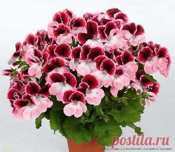 КОРОЛЕВСКАЯ ПЕЛАРГОНИЯ.