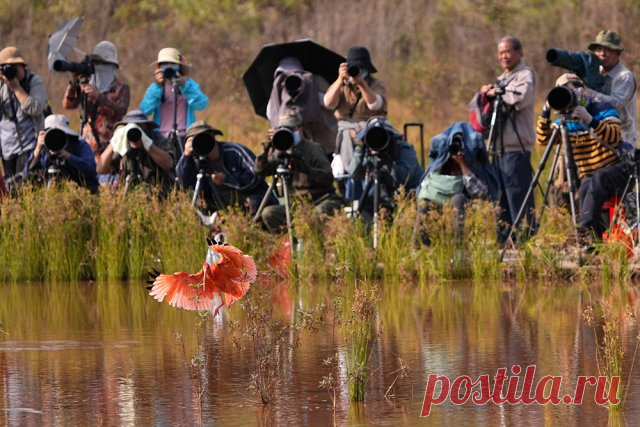 Красный ибис. Как живет единственная болотная птица с ярким оперением в дикой природе.