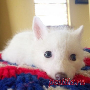 Еще одна звезда инстаграм - белоснежная лиса Рилай. Знакомьтесь, это Рилай, самая милая маленькая лисица на свете. Рилай — белый детеныш лисицы обыкновенной, она домашняя и живет в Америке. Рилай всего два месяца, но у нее уже более 85 тысяч подписчиков в инстаграм. Имя для лисички взято из игры Dota 2.Удивительный цвет Рилай объясняется...