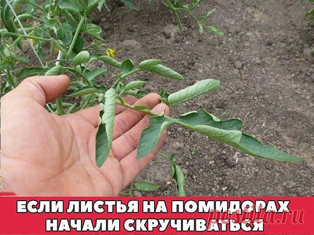 ЕСЛИ ЛИСТЬЯ НА ПОМИДОРАХ НАЧАЛИ СКРУЧИВАТЬСЯ 
Сохраните к себе на стену, чтобы не потерять! 

Причин сворачивания листьев у томатов очень много. Но по характеру скручивания можно точно угадать, чем мы не угодили высаженной рассаде. 

Крутятся кверху «лодочкой» 

Тут всего два виновника: 

1. Картофельная тля, которая сидит на стеблях и, несмотря на мелкие размеры, скручивает листву кверху. Справиться с ней сложности не составит – опрыскайте помидоры любым препаратом от кол...