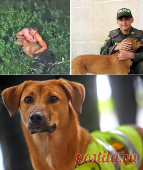 Policial salva cão que foi jogado nas águas de um pântano com as patas amarradas