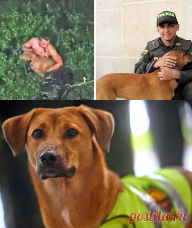 Policial salva cão que foi jogado nas águas de um pântano com as patas amarradas