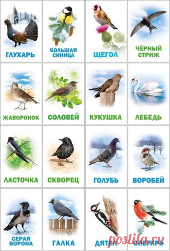 Картинки для детей про птиц (40 фото) ⭐ Забавник