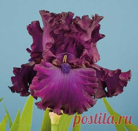 Berry Fulfilling | Iris