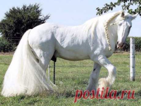 Согласитесь красавец !!!