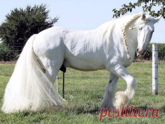 Согласитесь красавец !!!