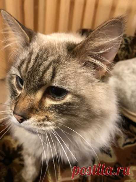 Отдавая мне котёнка, подруга предупредила, что балинезы считают себя собаками. Вначале я лишь посмеялась