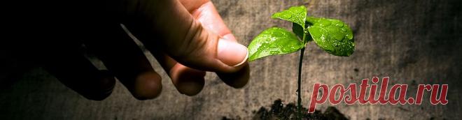 СОДА — защита от вреда ГМО и рака - Сайт Александра Гордеева