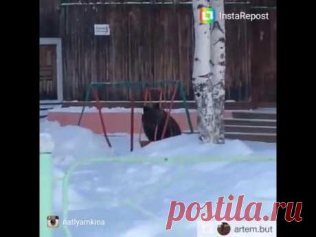 Это Колпашево)) Медведь качается на качельке около Рыбника - YouTube